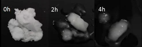 product-1-1 Alpha-GPC Powder1