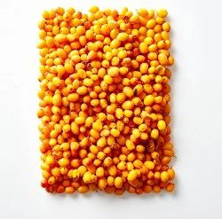 Sea Buckthorn Sea Buckthorn