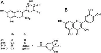 Tea Polyphenols Powder
