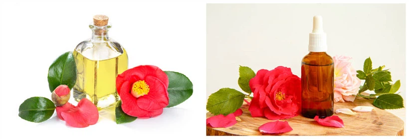 Camellia oil