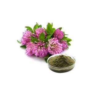 Poudre d'extrait de trèfle rouge